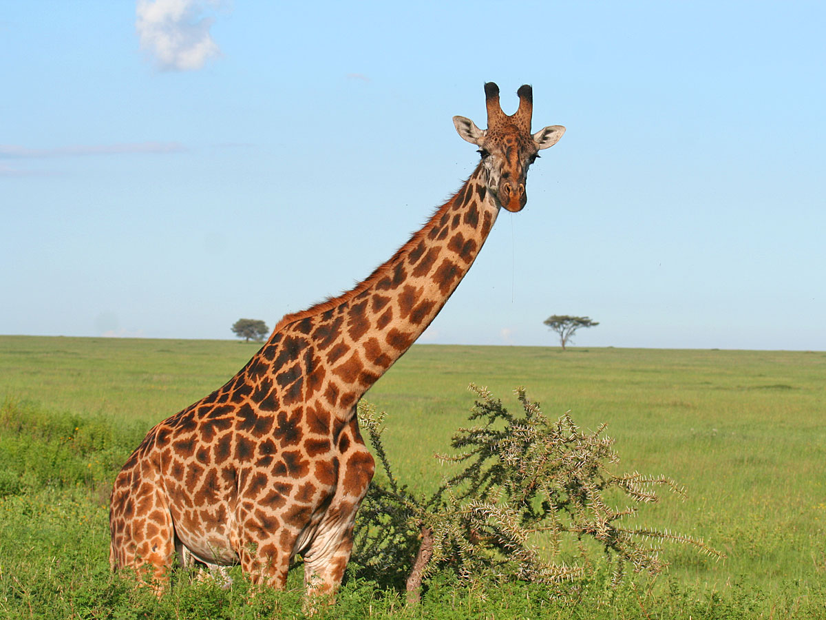 wp-content/uploads/itineraries/Safari/safari-serengeti (1).jpg